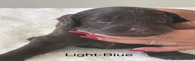 Brown - light blue collar