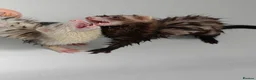 Ferret rodents for sale: Ferrets + Cage for sale in Richmond - Advert 4