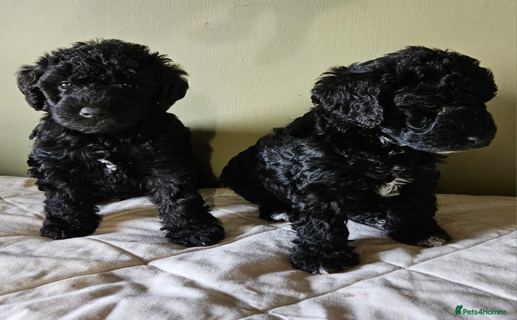 Mixed Breed dogs - Advert 2