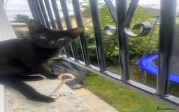 Siamese cats for sale: Siamese cross breeds  - Image 17