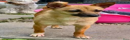 Miniature Pinscher dogs for adoption: Frankie – Female Miniature Pinscher - Advert 3