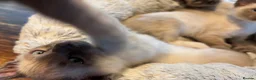 Tonkinese cats for sale: Superb Tonkdoll kittens - Advert 5