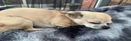 Chihuahua dogs for sale: Chihuahua  - Advert 1