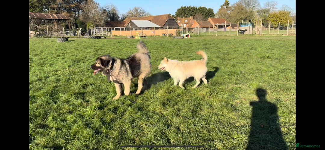 Caucasian Shepherd Dog dogs for sale: 🏡 ADOPT MISHA 🐾 FREE 🌟 Make a Christmas Miracle - Advert 12