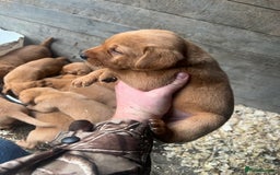 Labrador Retriever dogs for sale: Beautiful fox red Labrador pups 🐶  - Image 33
