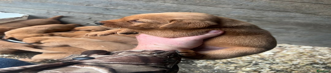 Labrador Retriever Puppy 9