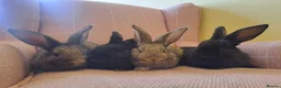 Continental Giant rabbits for sale: 10KG, Brc, show quality kits. MASSIVE  - Advert 16