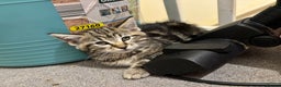 Maine Coon cats for sale: Beautiful, friendly playful Maine Coon cross kits - Advert 5