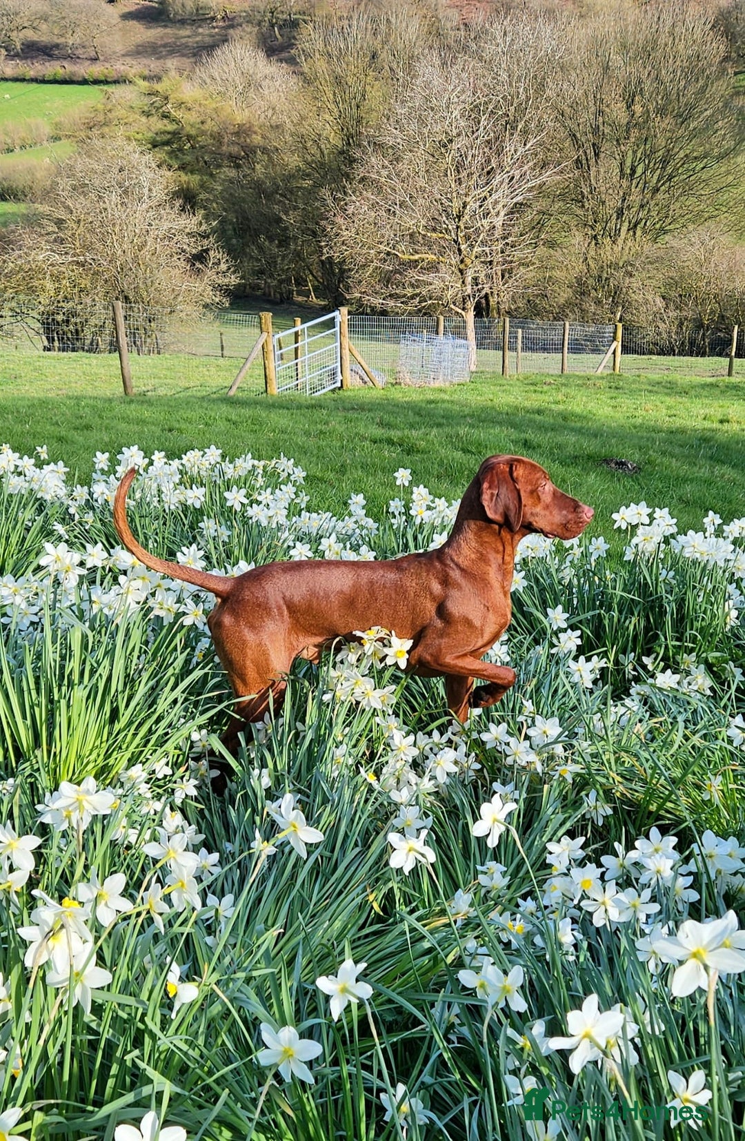 Hungarian Vizsla dogs for sale: Stunning Vizsla Puppies  - Advert 13