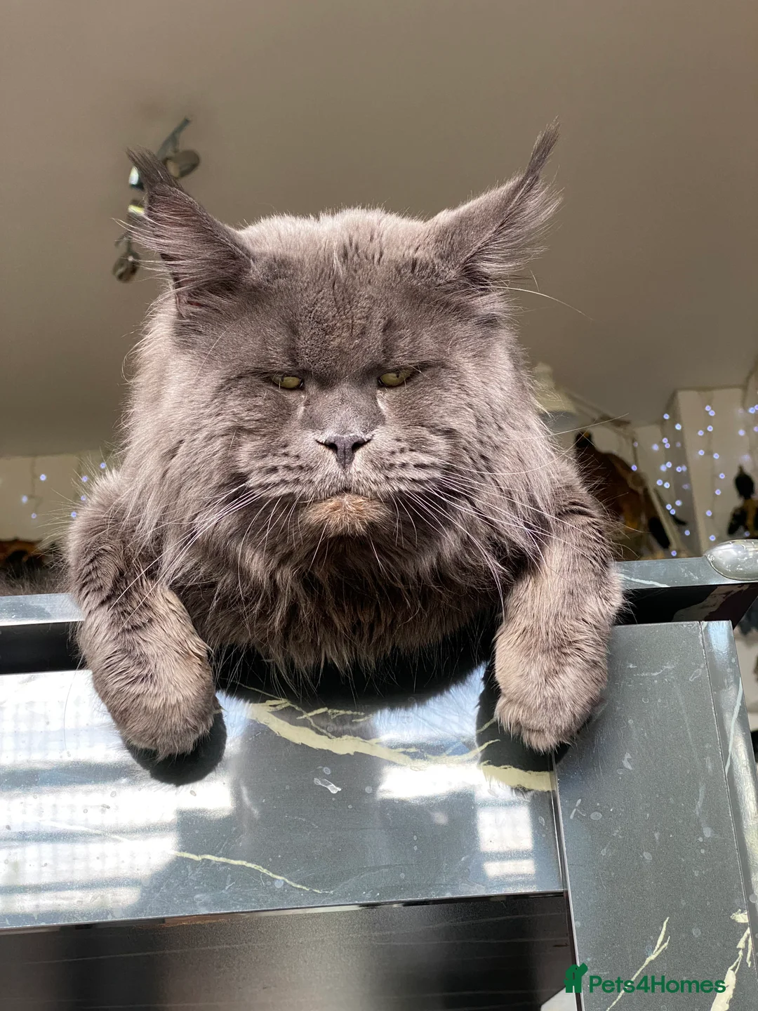 Maine Coon cats for stud: SOLID*BLUE*MAINE*COON*Russian*🇷🇺*Line*for STUD. in London - Advert 17
