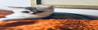 Scottish Fold 3