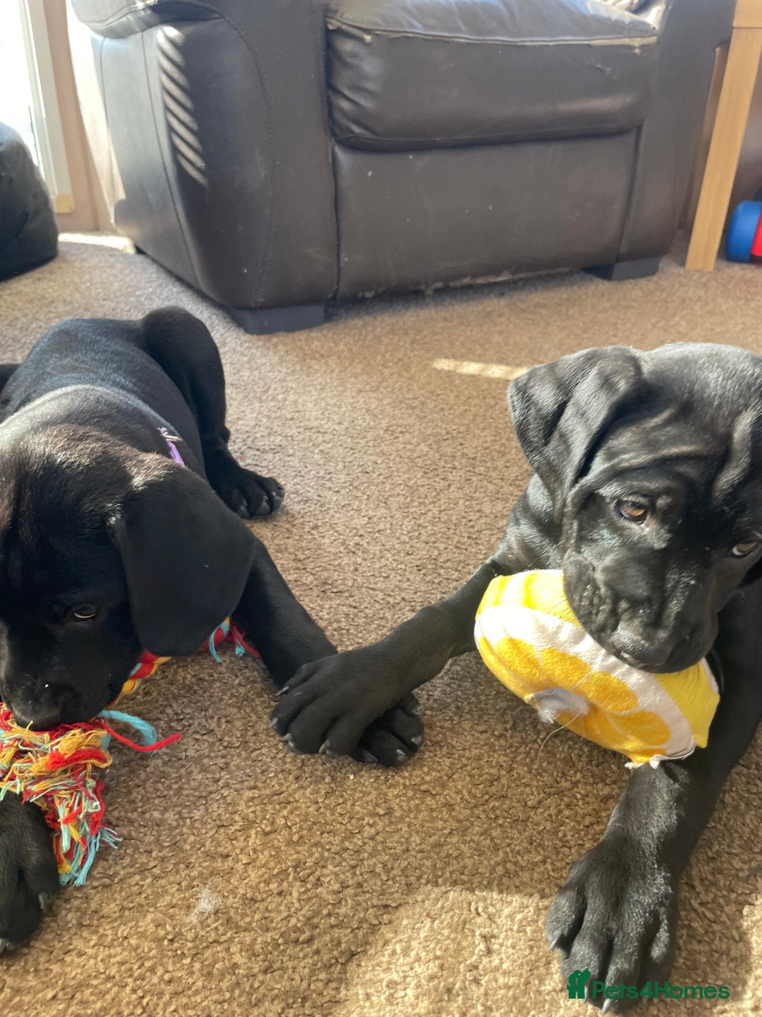Mixed Breed dogs for sale: Rottweiler/vizsla - Image 33