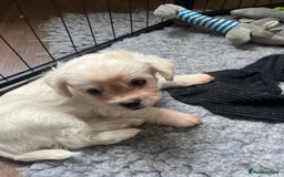 Mixed Breed dogs for sale: Gorgeous little Peekapoo’s - Image 5