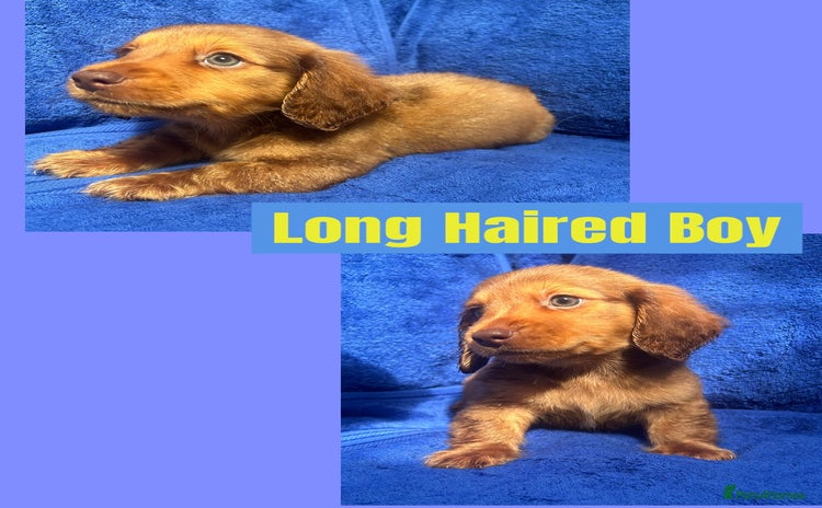 Miniature Dachshund dogs - Advert 1