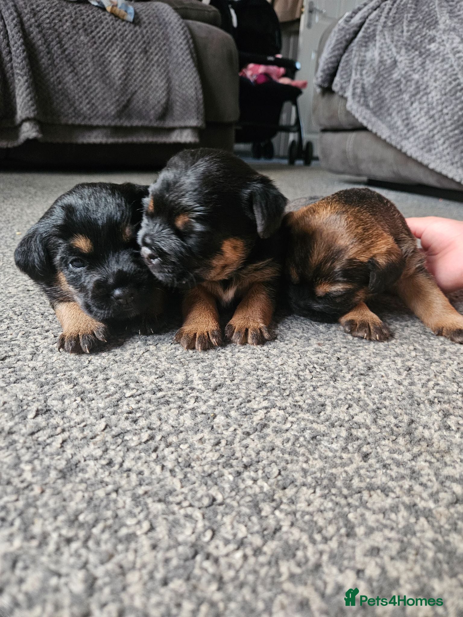 Border Terrier dogs Border terrier puppies  - Advert 8
