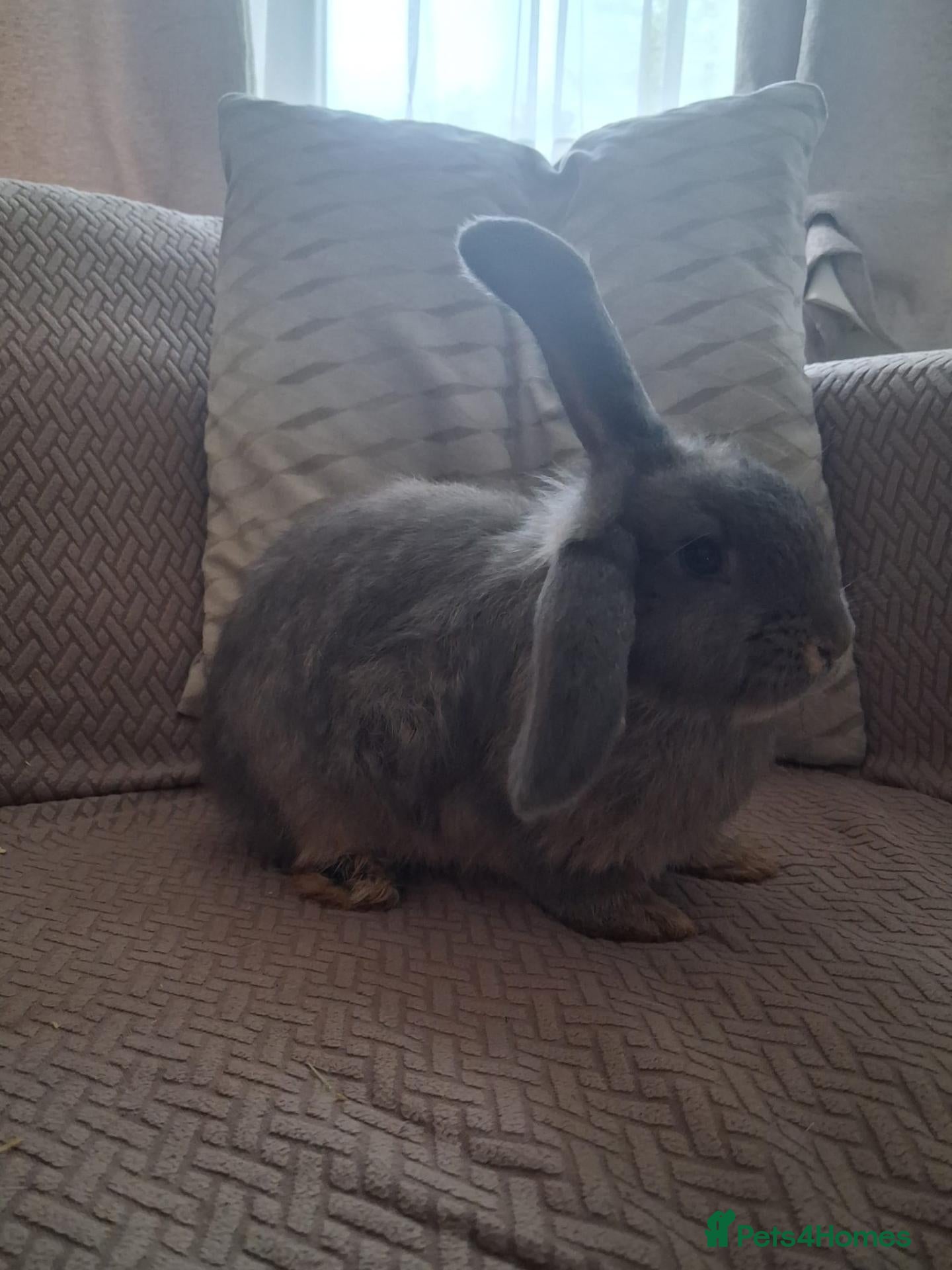 Mixed Breed rabbits Bunnies - Advert 1