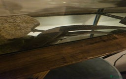 Axolotl reptiles for sale: Male Axalotl  - Advert 7