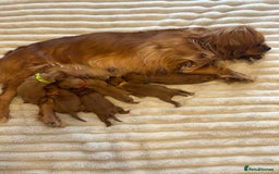 Cavalier King Charles Spaniel dogs for sale: KC CAVALIER KING CHARLES  - Image 2