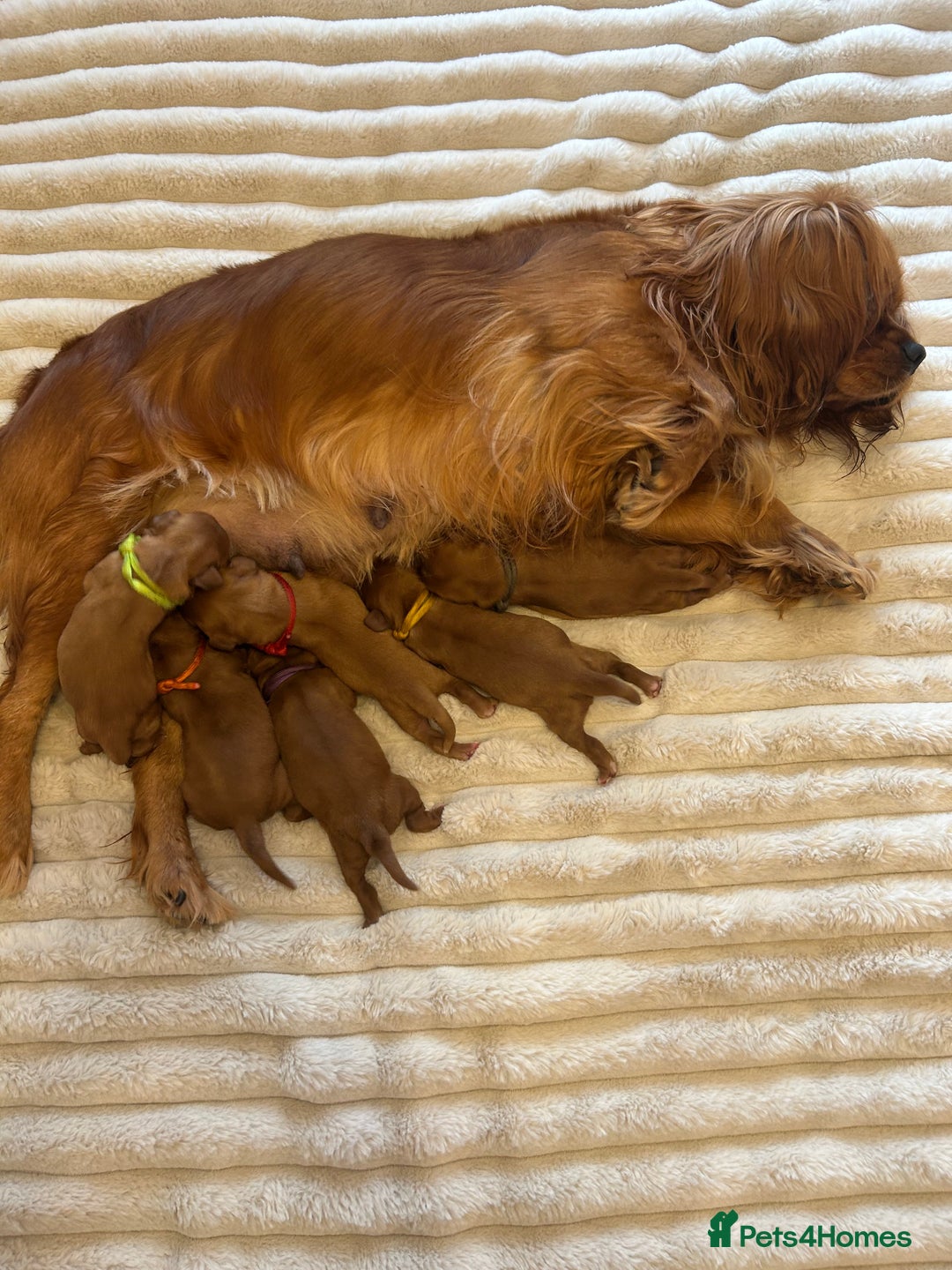 Cavalier King Charles Spaniel dogs for sale: KC CAVALIER KING CHARLES  - Image 2