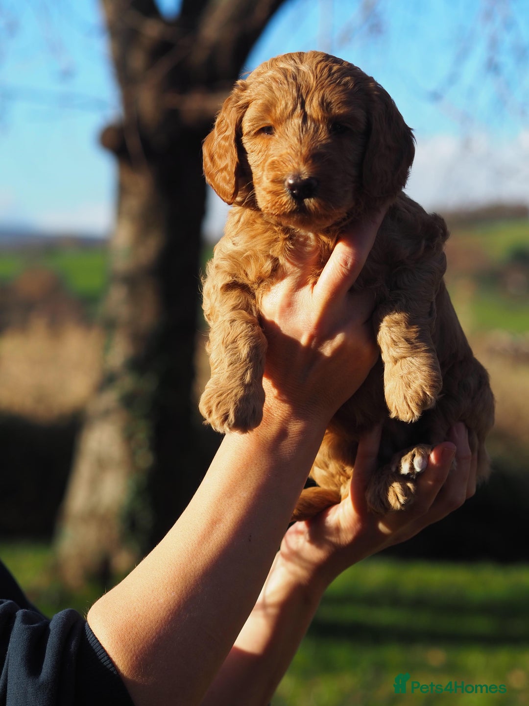 Australian Labradoodle dogs for sale: 5 Australian Labradoodle girls - Advert 5