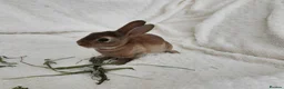Rex rabbits for sale: Mini rex rabbits, black Vienna marked buck - Advert 8