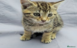 European cats for sale: Beautiful, friendly and playful kittens - Image 11