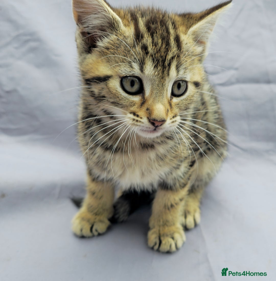 European cats for sale: Beautiful, friendly and playful kittens - Image 11