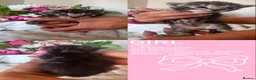 Mixed Breed cats for sale: Bengal cross siamese babies  in Telford - Advert 3