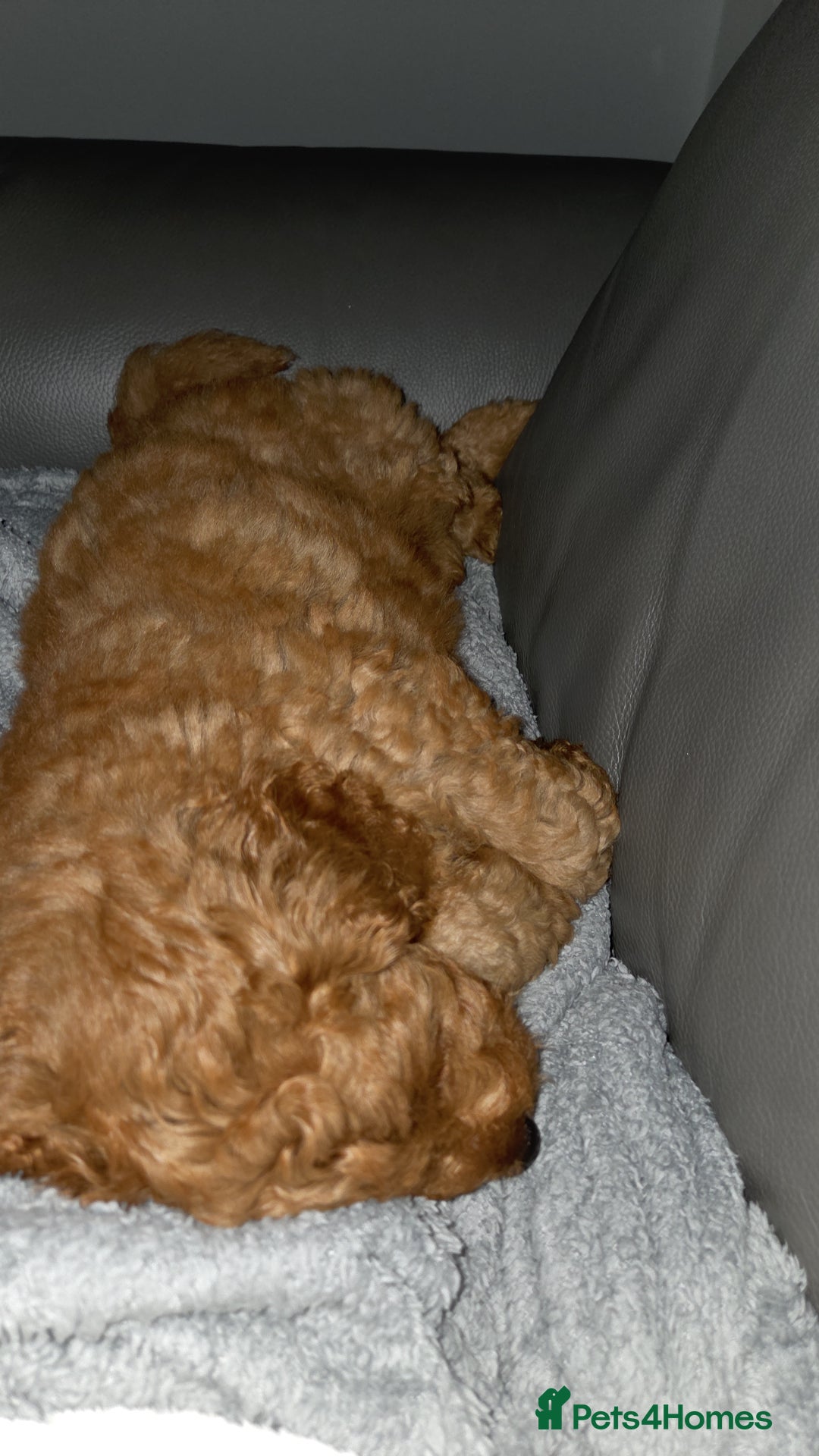 Mixed Breed dogs for sale: Australian Labradoodle/ Cockapoo fox red male  - Advert 2