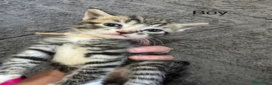 Tabby and white boy 