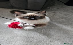 Ragdoll cats for sale: 2 Ragdoll Sisters  - Image 3
