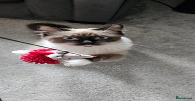 Ragdoll cats - Advert 4