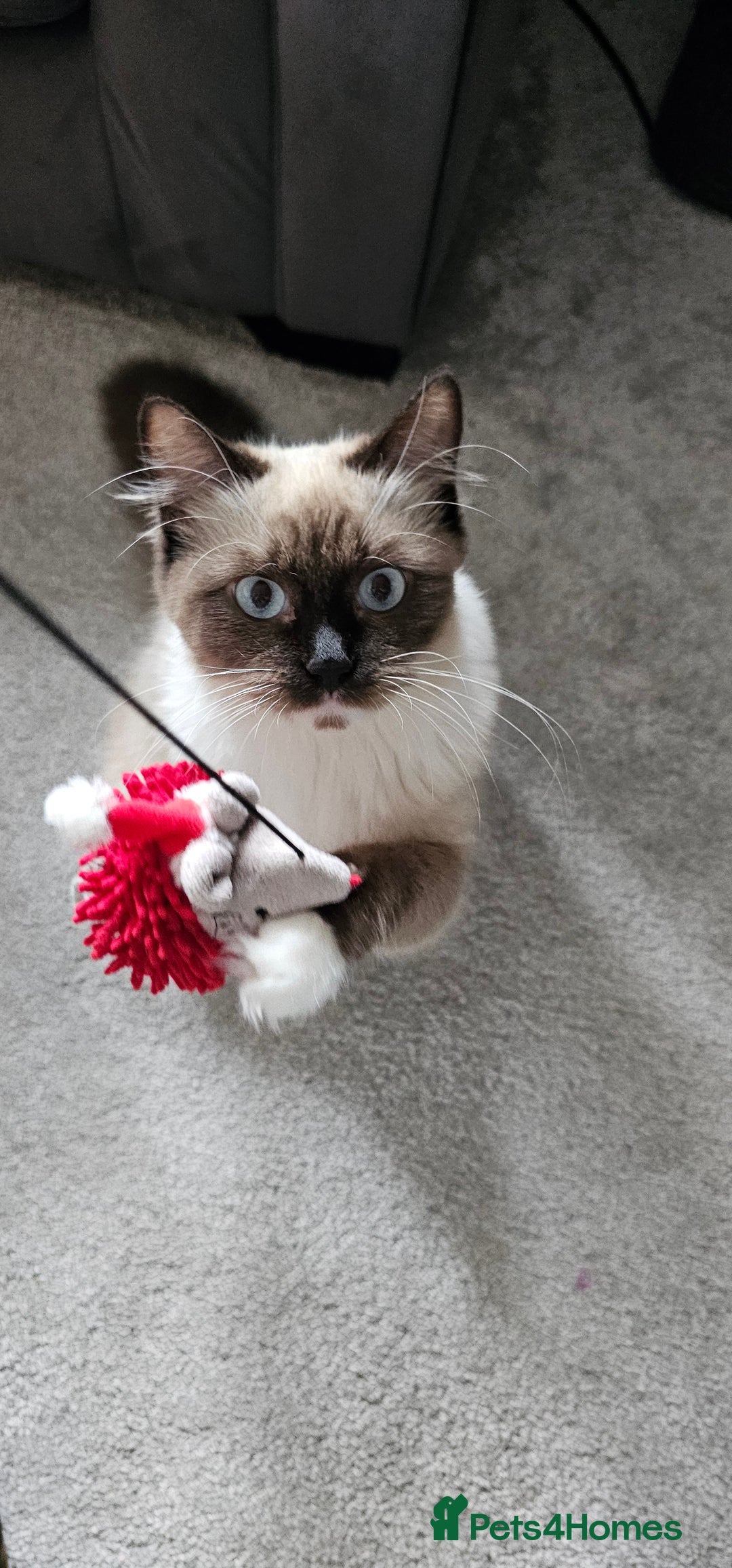 Ragdoll cats for sale: 2 Ragdoll Sisters  - Image 3