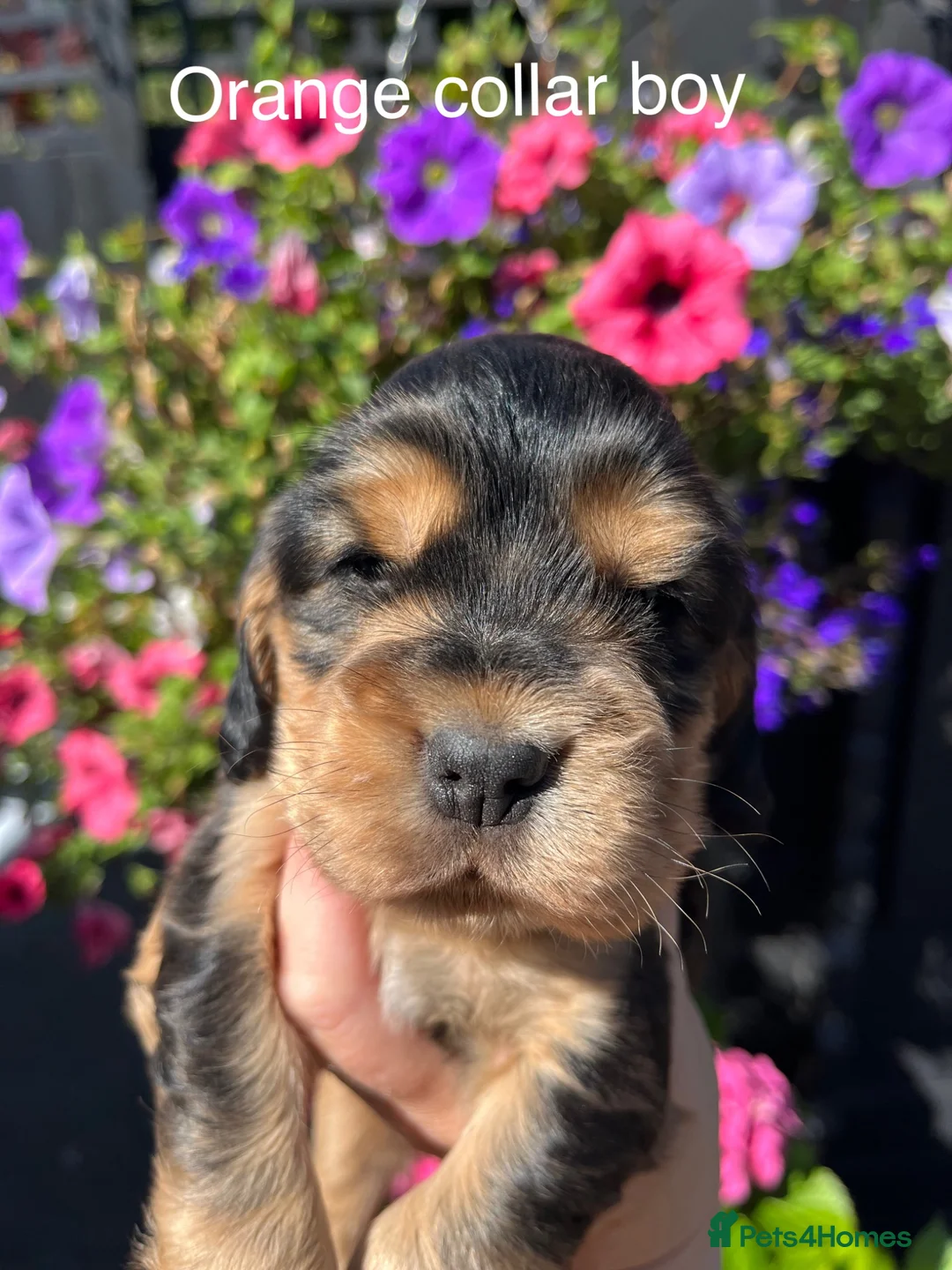 Cocker Spaniel dogs for sale: Kc reg show cockers - Advert 2