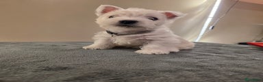 West Highland Terrier Puppy 1
