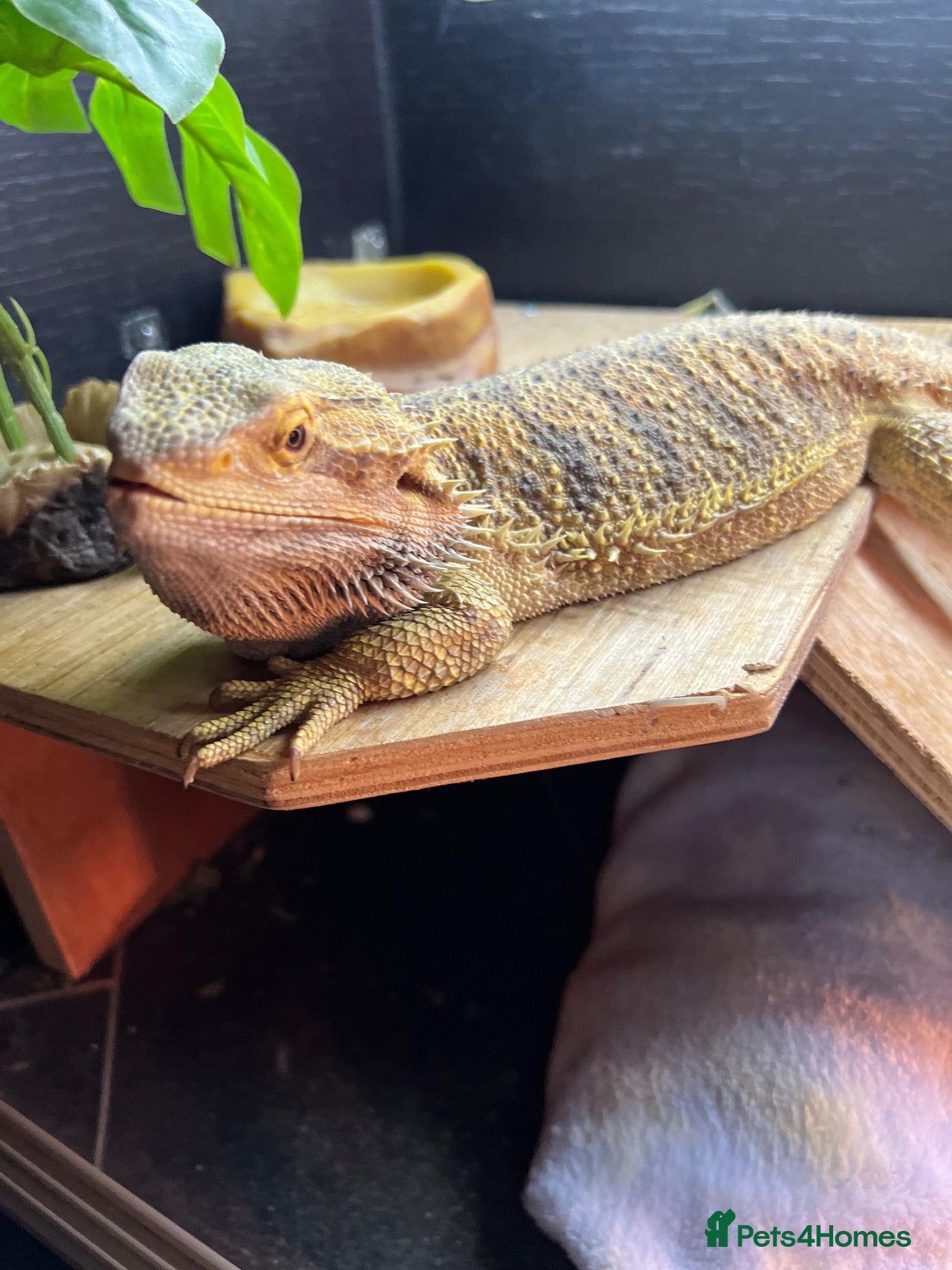 Bearded Dragon reptiles Bearded Dragon + Full Vivarium Setup  - Advert 4