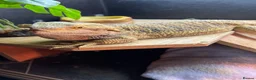 Bearded Dragon reptiles for sale: Bearded Dragon + Full Vivarium Setup  in Stirling - Advert 1