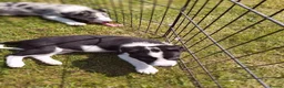 Border Collie dogs for sale: Beautiful Border Collies - Advert 8