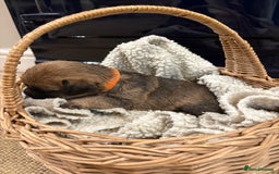 Border Terrier dogs for sale: Gorgeous Border Terrier Puppies looking for homes - Image 19