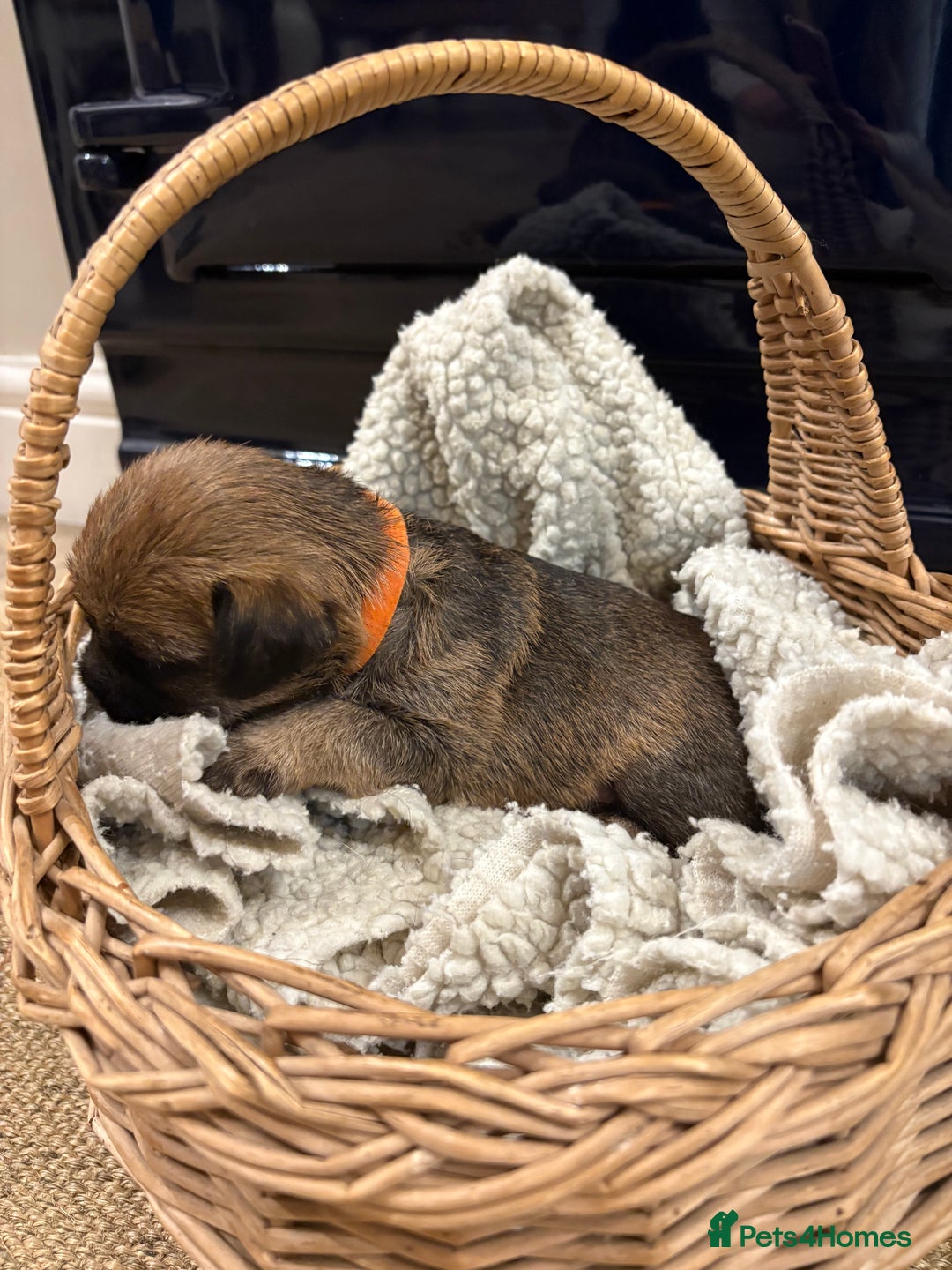 Border Terrier dogs for sale: Gorgeous Border Terrier Puppies looking for homes - Image 19