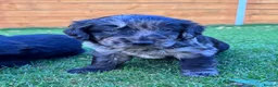 Labradoodle dogs for sale: F1 Labradoodle Merle Babies 🐾🐾🐾 - Advert 11