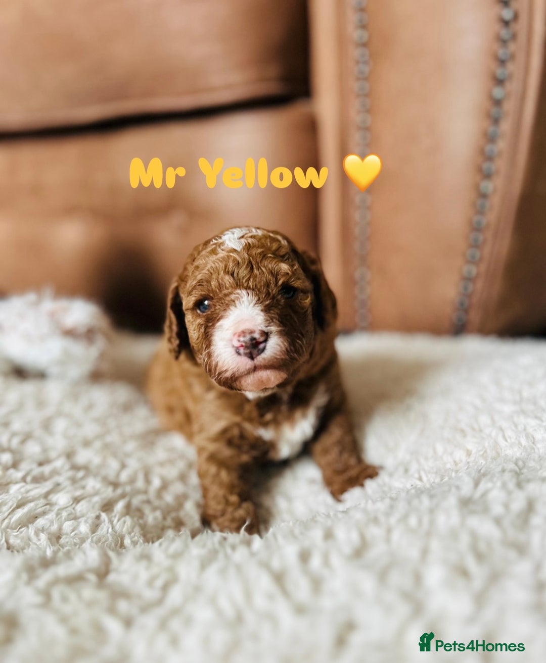 Cavapoo dogs for sale: 🐾 Adorable Health-Checked, Cavapoo Puppies 🐶  - Advert 4