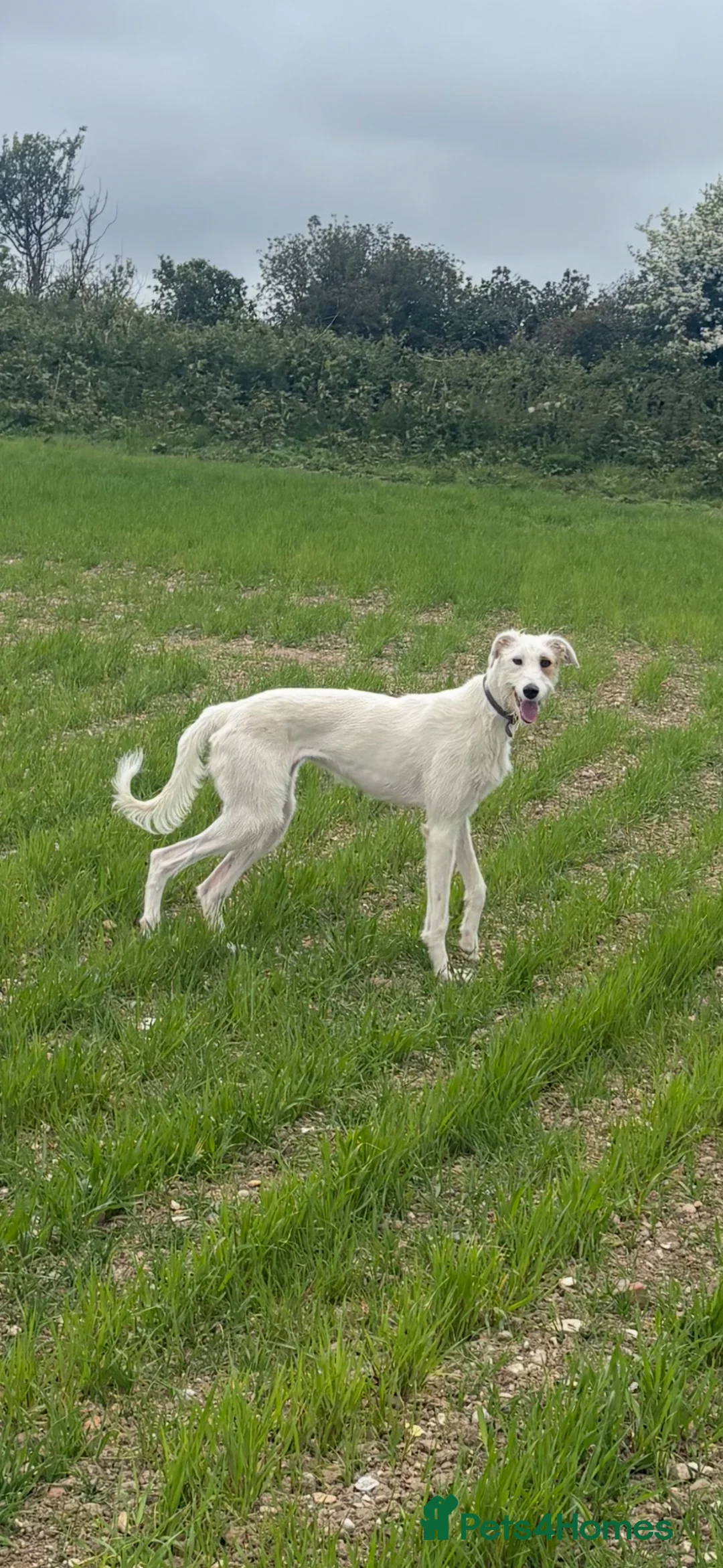 Lurcher dogs for sale: Lurcher  - Advert 1