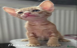 Oriental cats for sale: Beautiful GCCF registered Oriental kittens - Image 13