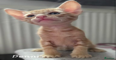 Oriental cats - Advert 4