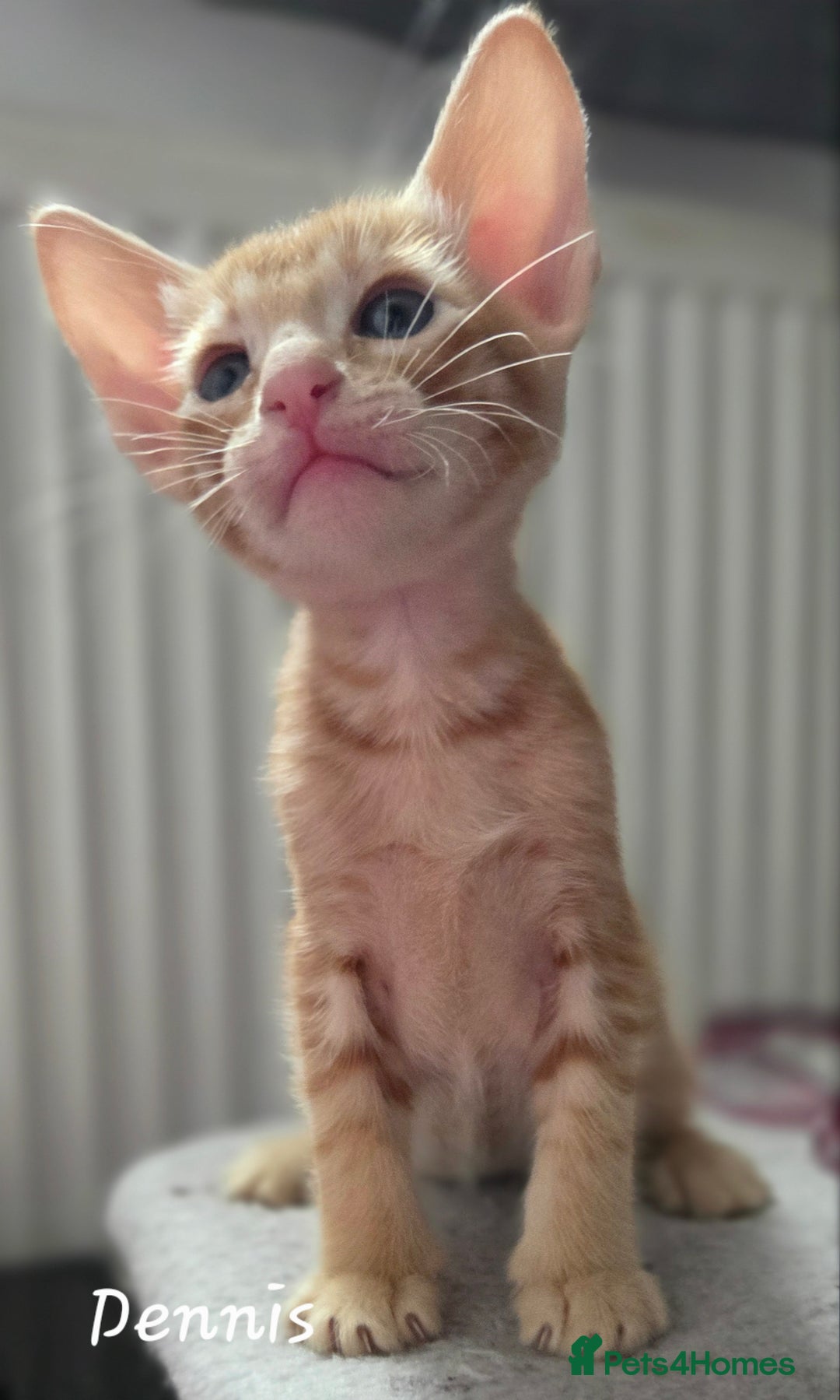Oriental cats for sale: Beautiful GCCF registered Oriental kittens - Image 13