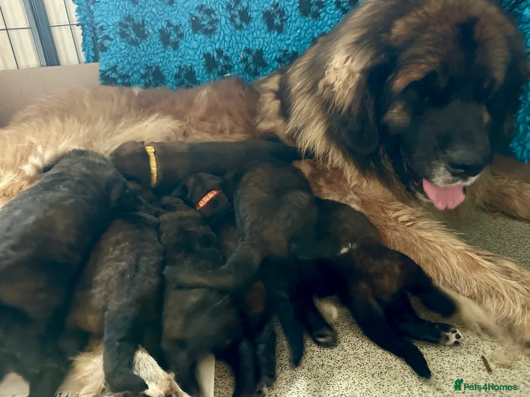 Leonberger dogs for sale: Leonberger Puppies - Advert 1