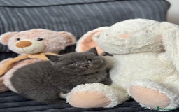British Shorthair cats for sale: Gorgeous Champions line British Shorthair - Image 20