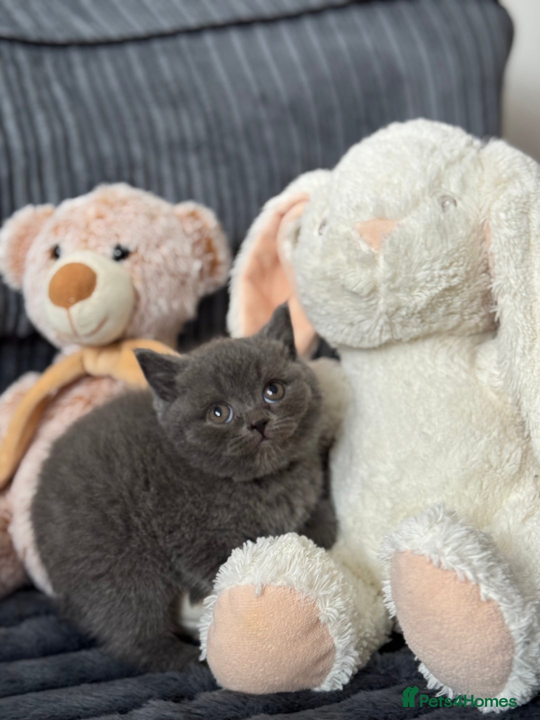 British Shorthair cats for sale: Gorgeous Champions line British Shorthair - Image 20