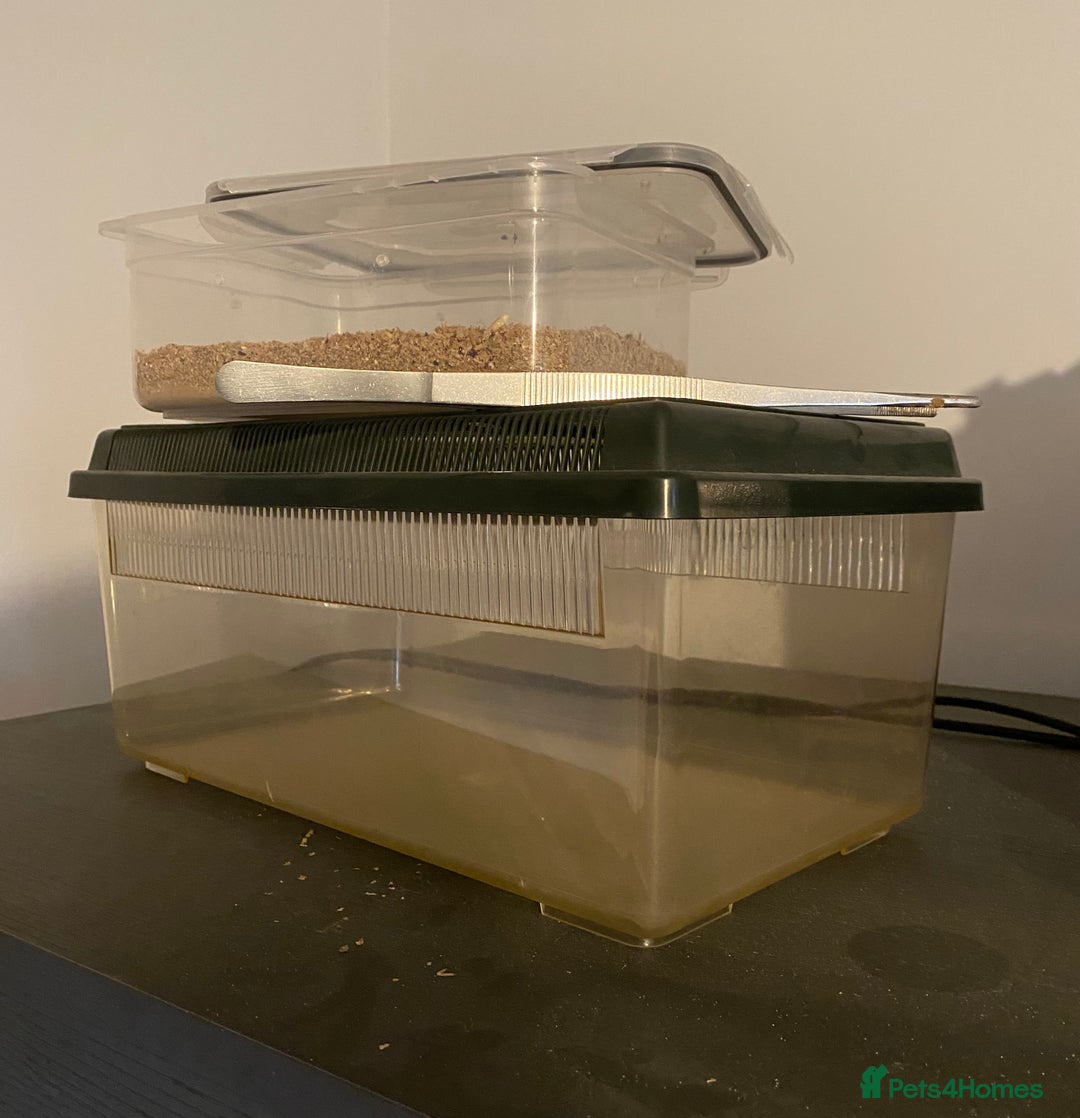 Leopard Gecko reptiles for sale: Leopard Gecko and Vivarium. - Image 12